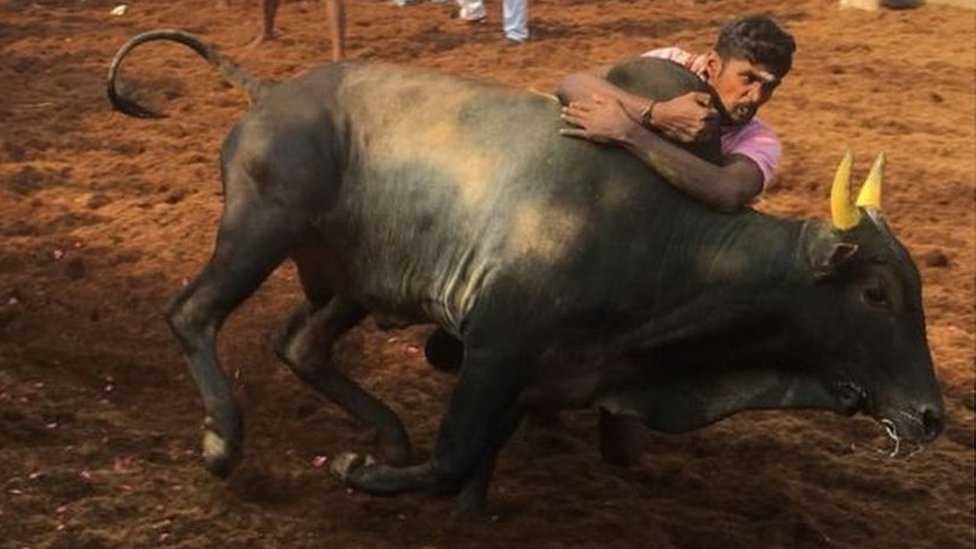 తమిళనాడులో జల్లికట్టు తమిళనాడులో జల్లికట్టు