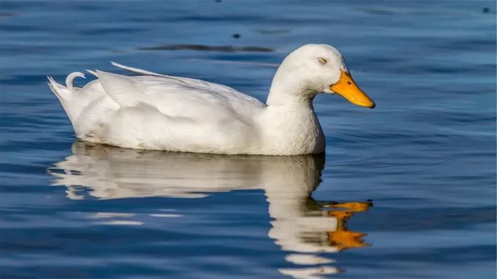 బాతులు ఒక కన్ను తెరిచి పడుకుంటాయి