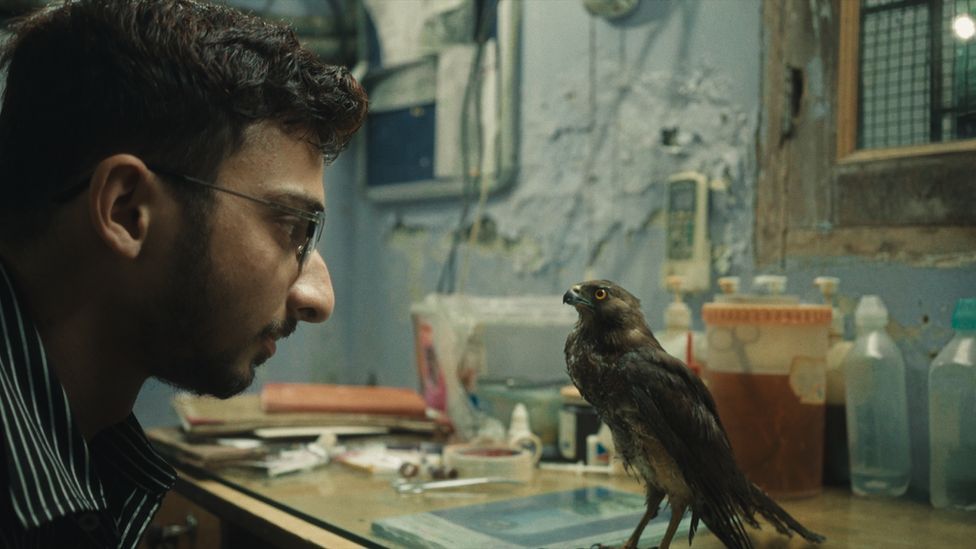 బేస్మెంట్ గ్యారేజీలోనే పక్షులకు చికిత్స