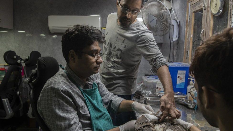 పక్షులకు చికిత్స అందిస్తున్న అన్నదమ్ములు