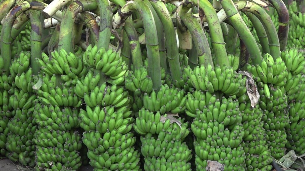 ఎగుమతికి సిద్ధంగా ఉన్న అరటి గెలలు