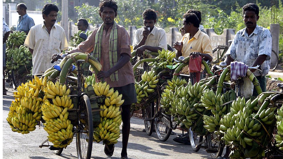ఏపీలో అరటి సాగు పెరుగుతోంది