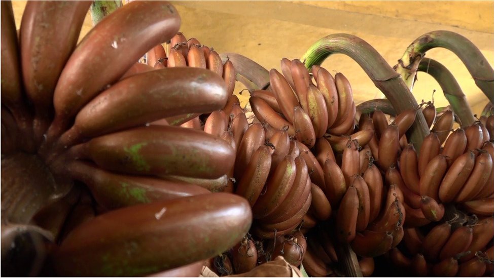 అరటి జాతులలో ఒక రకం
