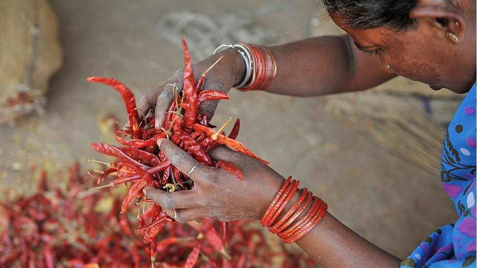 మిర్చి పంట మిర్చి పంట