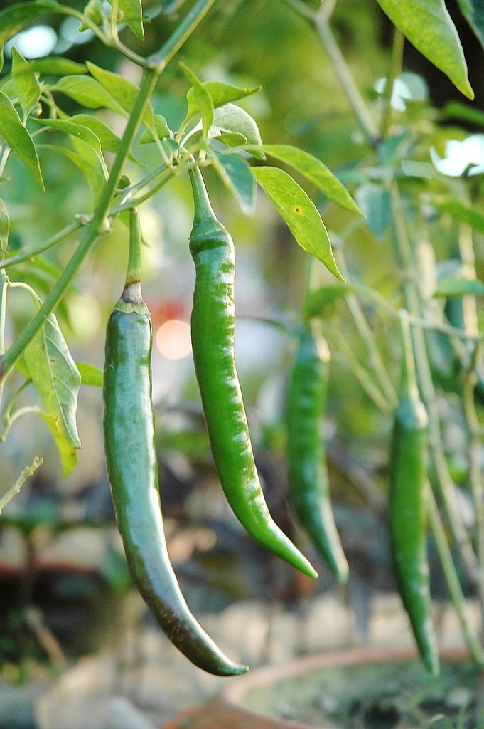 పచ్చిమిర్చి పచ్చిమిర్చి