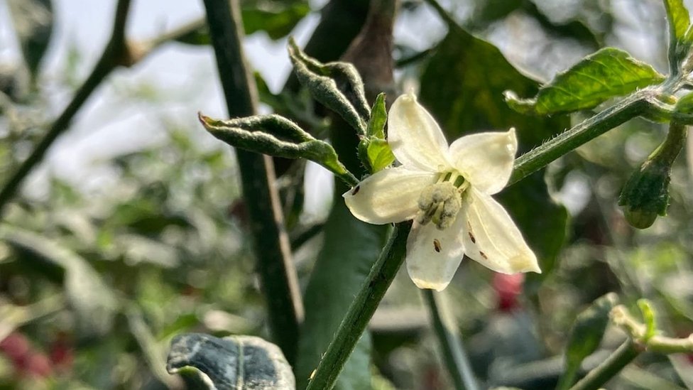 మిరప పూలను పీల్చేస్తున్న తామర పురుగు మిరప పూలను పీల్చేస్తున్న తామర పురుగు