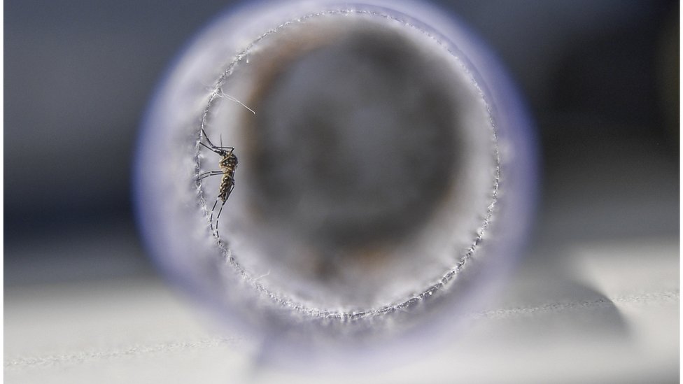 డెంగ్యూ