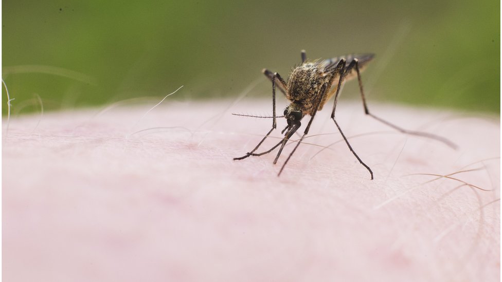 డెంగ్యూ