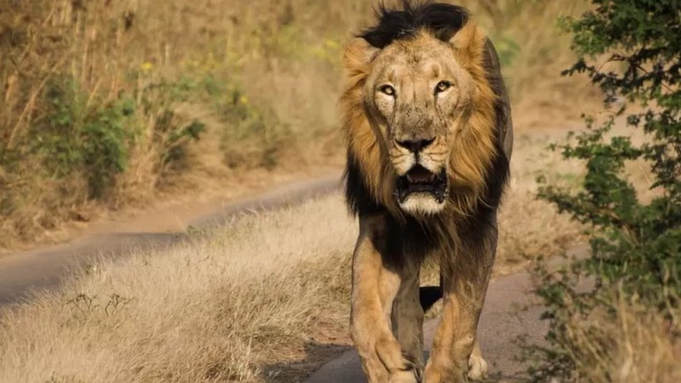 సింహాలు