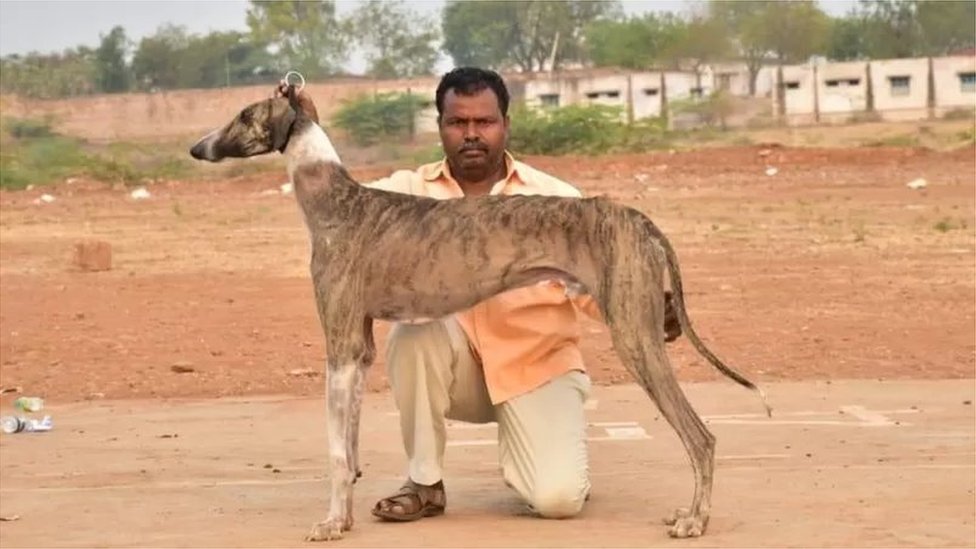 ముధోల్ కుక్క ముధోల్ కుక్క