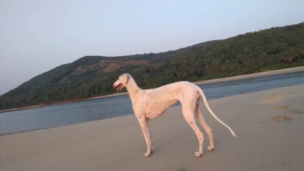 ముధోల్ కుక్క ముధోల్ కుక్క