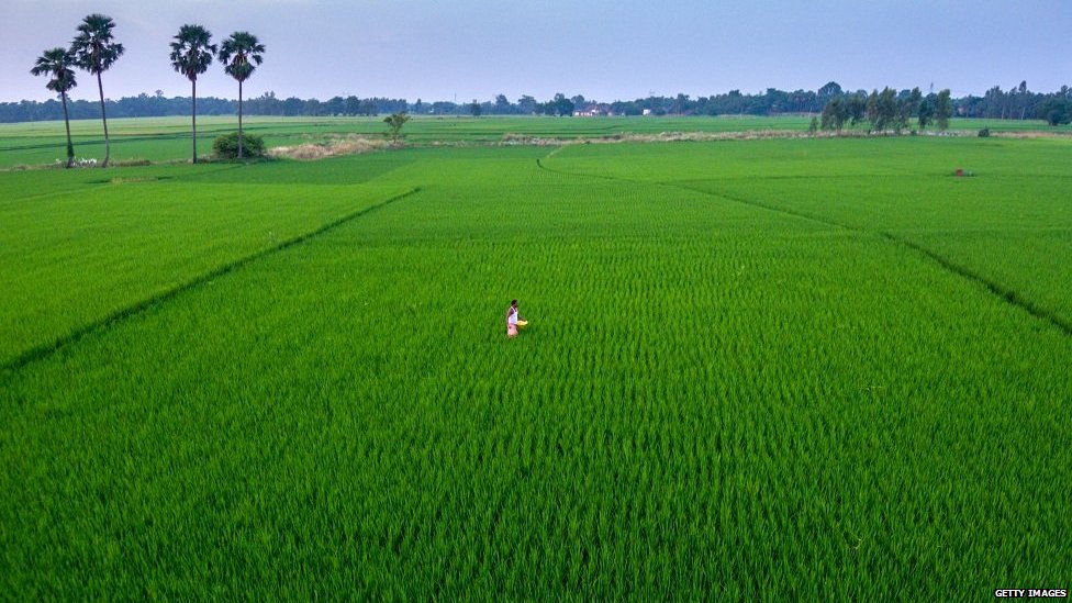 బియ్యం