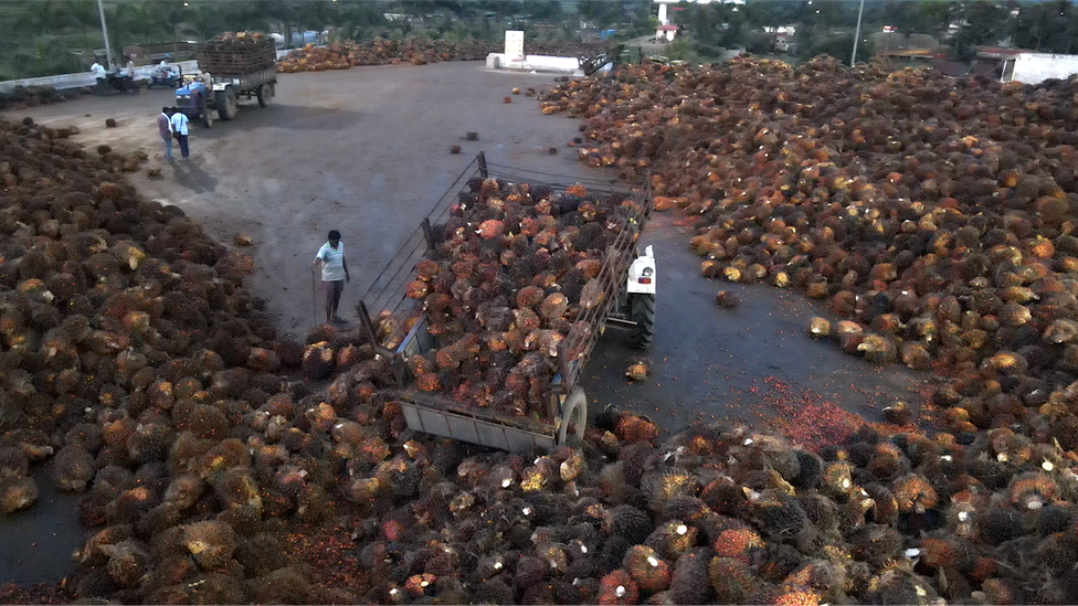 ఆయిల్ పామ్