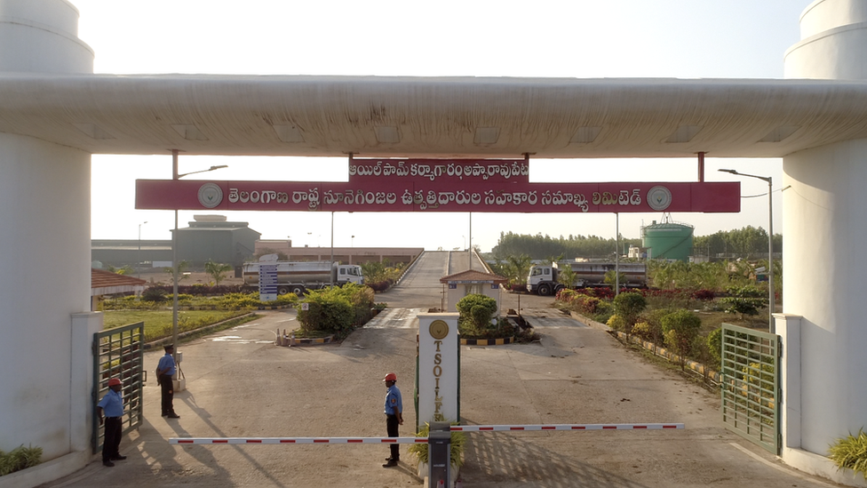 ఆయిల్ పామ్