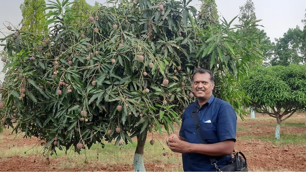 మామిడి తోటలో షైజు మచ్చత్తి