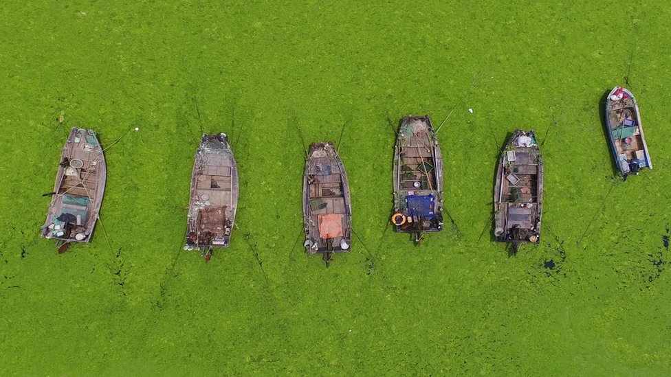 నాచు నాచు