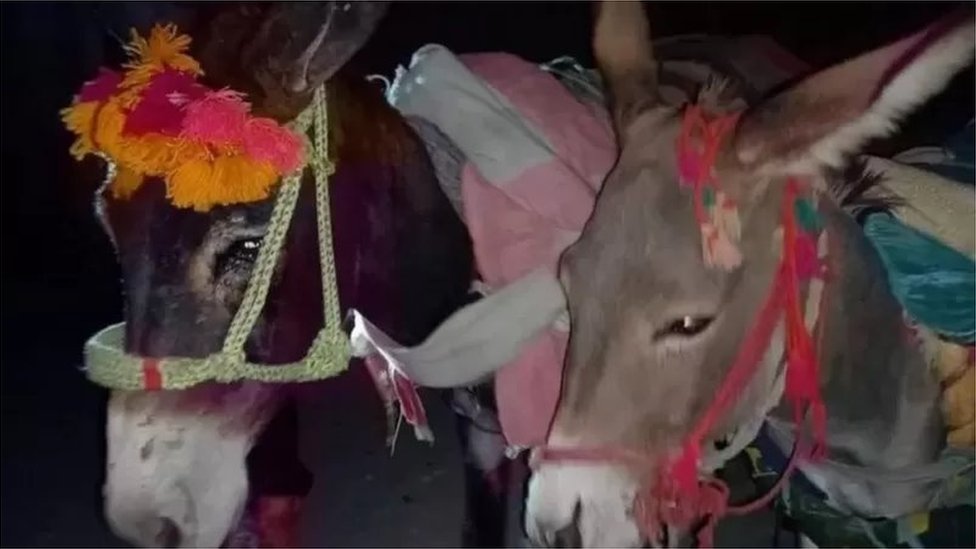 గాడిదలు