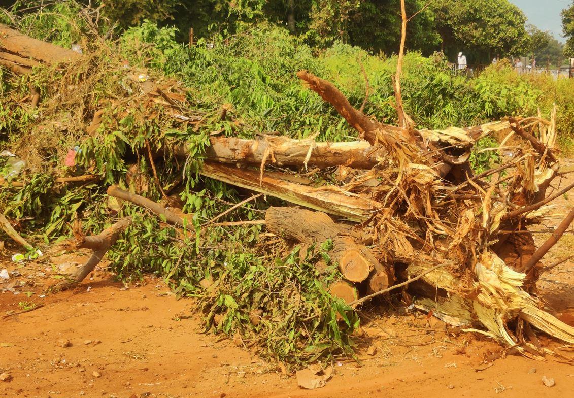 ఏయూలో కూల్చేసిన చెట్లు