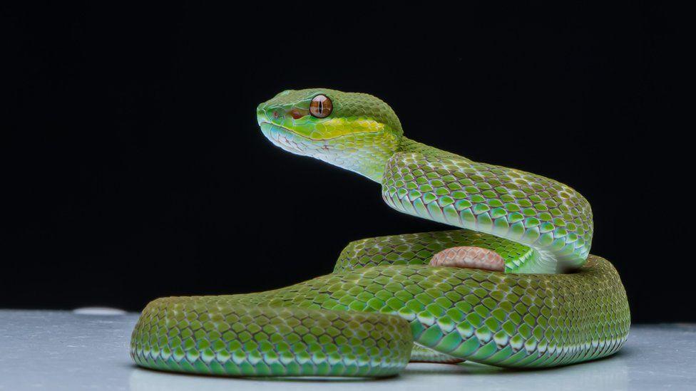 snake