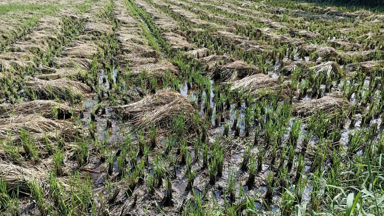 కృష్ణా జిల్లాలో వరి ఇలా