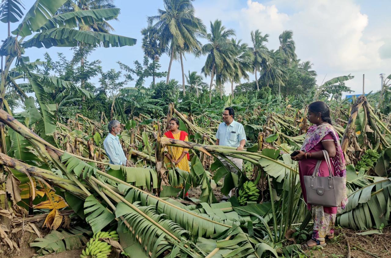 తిరుపతి జిల్లా రెణిగుంట దగ్గర అరటి పంటను పరిశీలిస్తున్న అధికారులు
