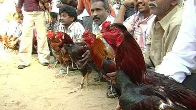 కోడిపందేల బరి కోడిపందేల బరి