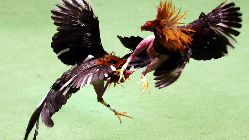 కోడిపందేలు కోడిపందేలు