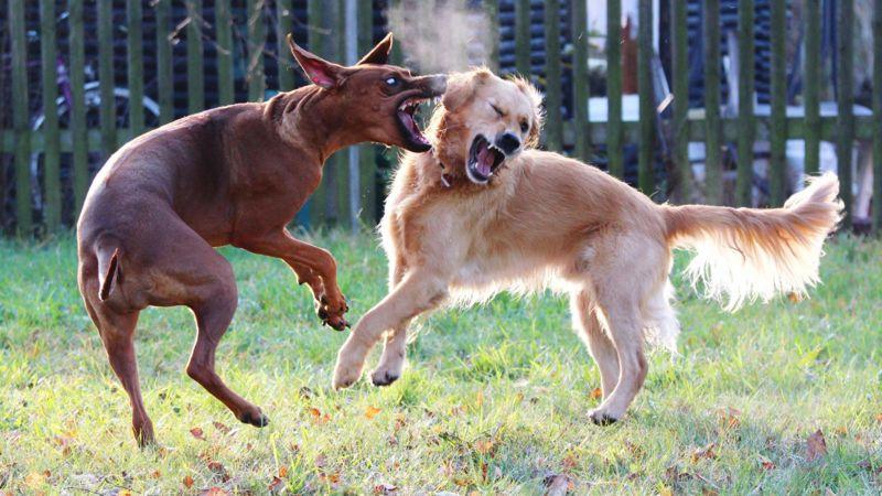 కుక్కల పందం