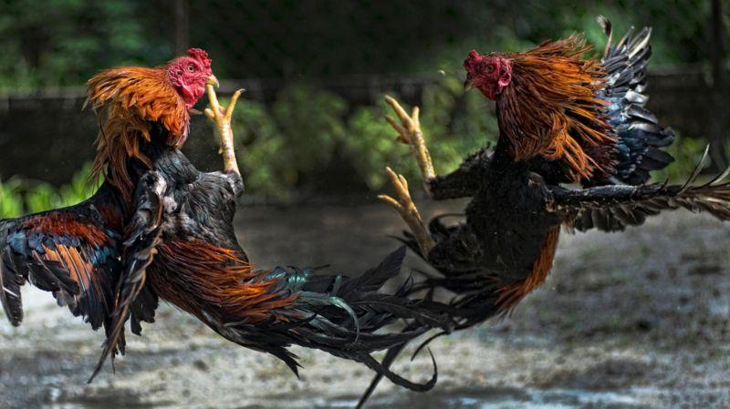 కోడి పందాలు