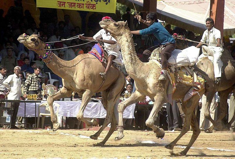 ఒంటెల రేసు