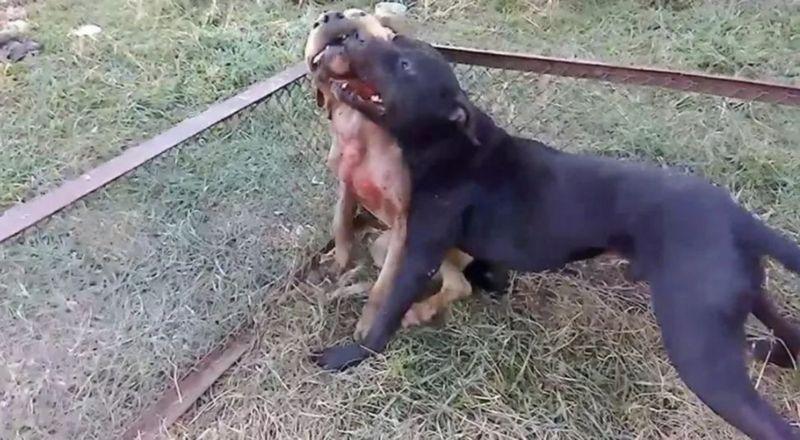 కుక్కల పందం