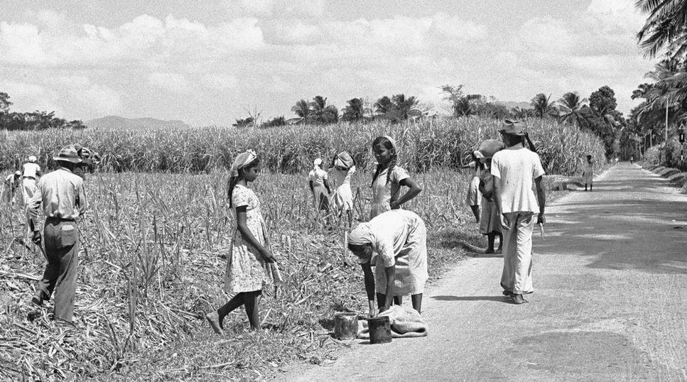 ట్రినిడాడ్లో భారత కూలీలు ట్రినిడాడ్లో భారత కూలీలు
