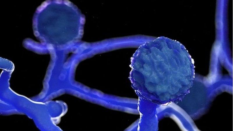 క్యాన్సర్ క్యాన్సర్