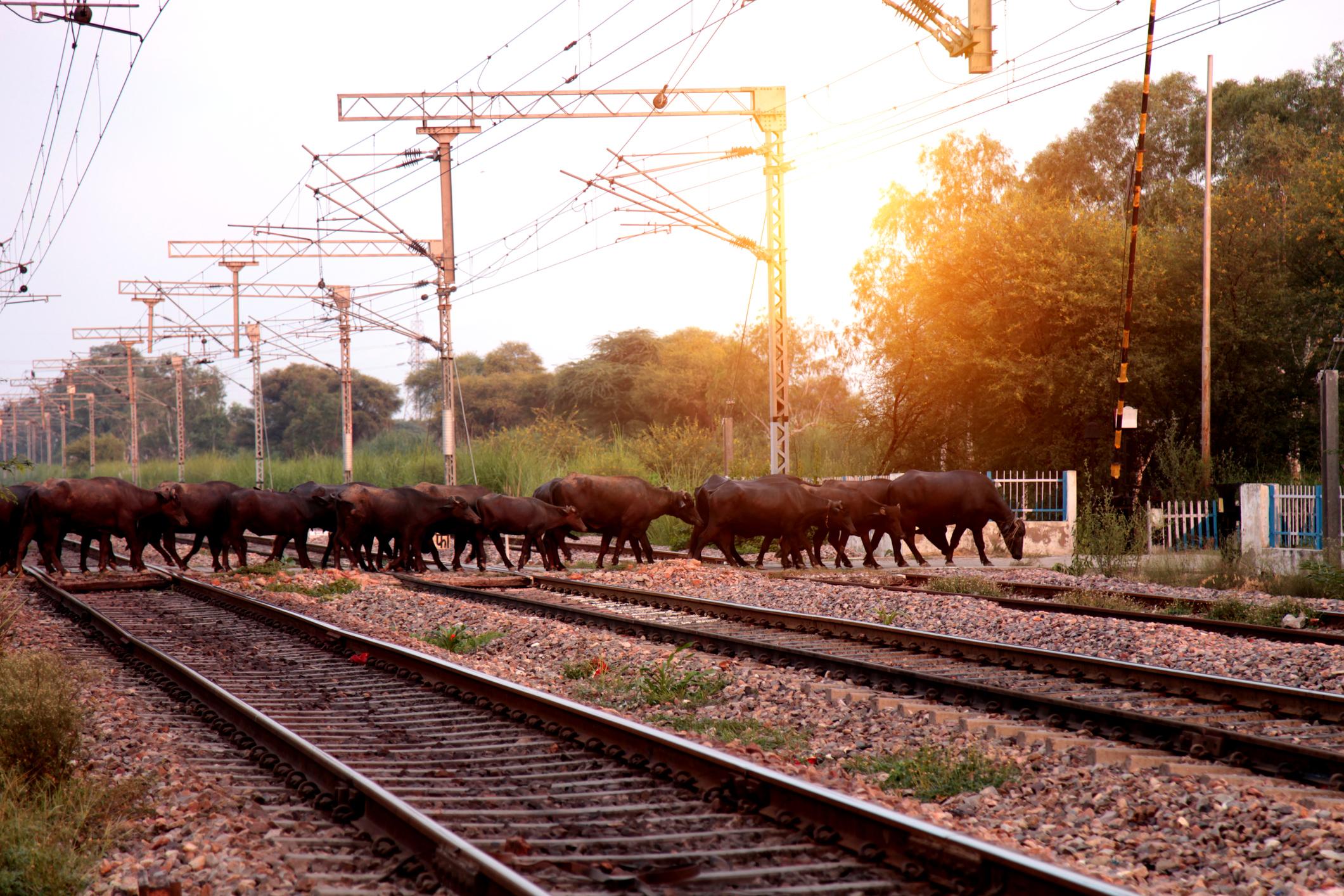 పట్టాలపై పశువులు
