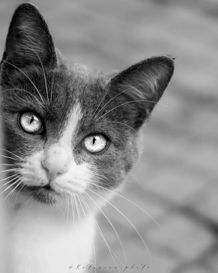 Cute बिल्ली