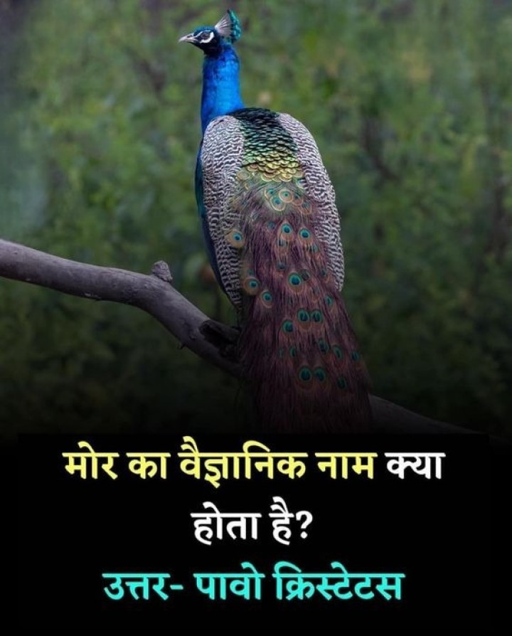 मोर का बैज्ञानिक नाम क्या है?