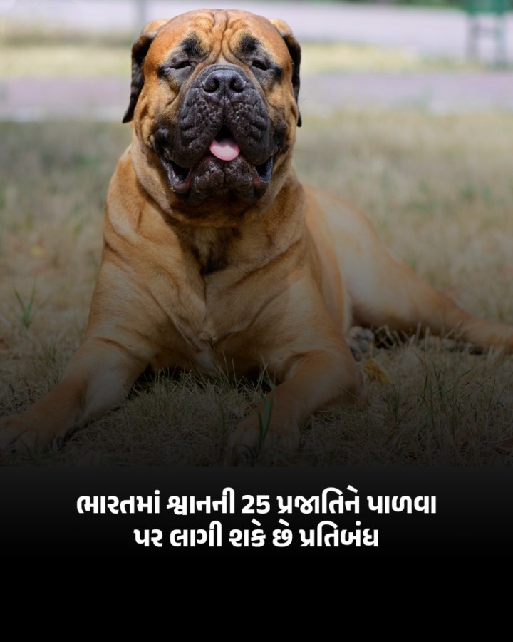 ભારતમાં શ્વાનની આ 25 પ્રજાતિને પાળવા પર લાગી શકે છે પ્રતિબંધ, જો-જો ક્યાંક તમારી પાસે તો આમાંથી નથી ને!