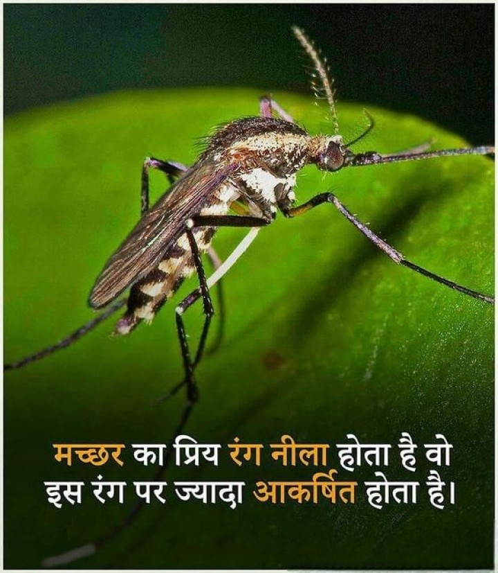 मच्छर का पसंदीदा रंग नीला होता है और वह इस रंग पे ज्यादा आकर्षित होता है
