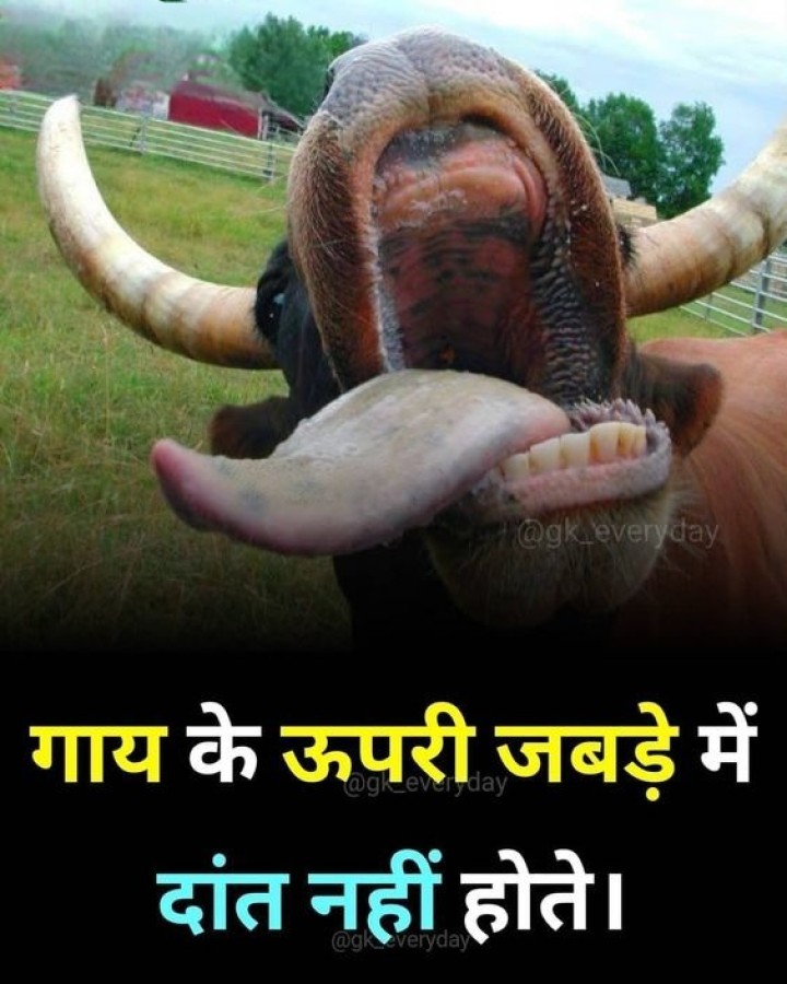 गाय के उपड़ी जबरे में दाँत नहीं होते