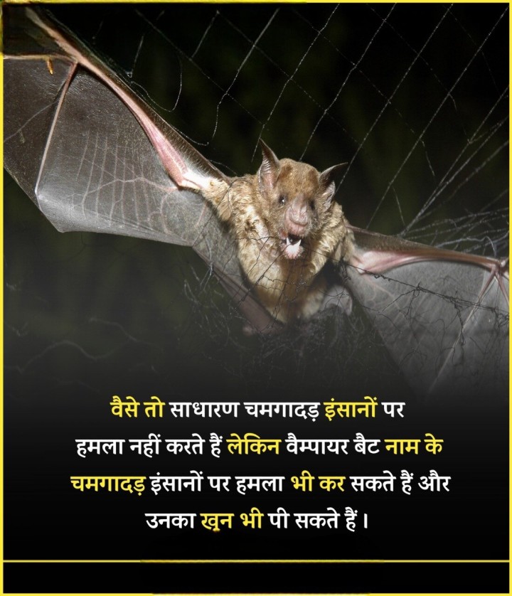 वैम्पयार वैट नाम के चमगादड़ इंसानों पे भी हमला कर सकते है