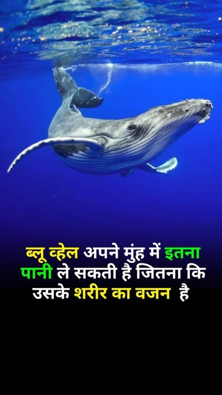 ब्लू व्हेल अपने मुँह में इतना पानी ले सकती है जितना की उसके शरीर का वजन है