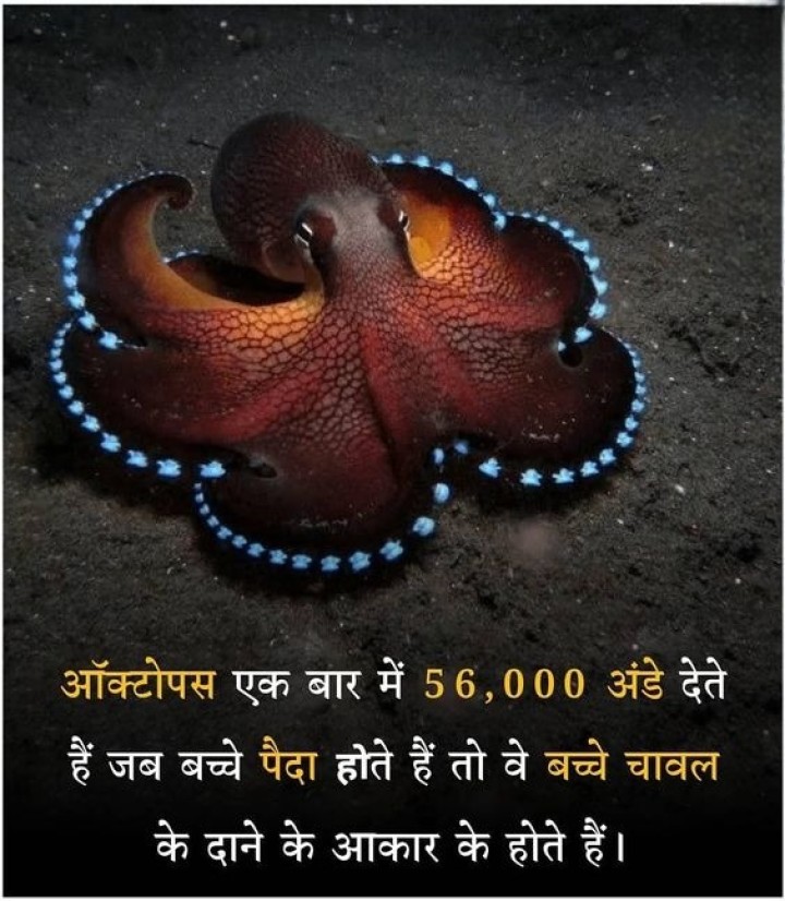 ओक्टोपस एक बार में 56000 अंडे देते है