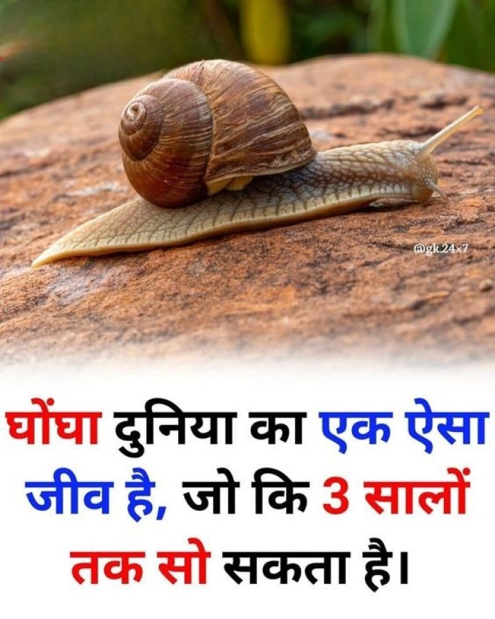 घोंघा दुनिया का एक ऐसा जीव है, जो कि तीन सालो तक सो सकता है