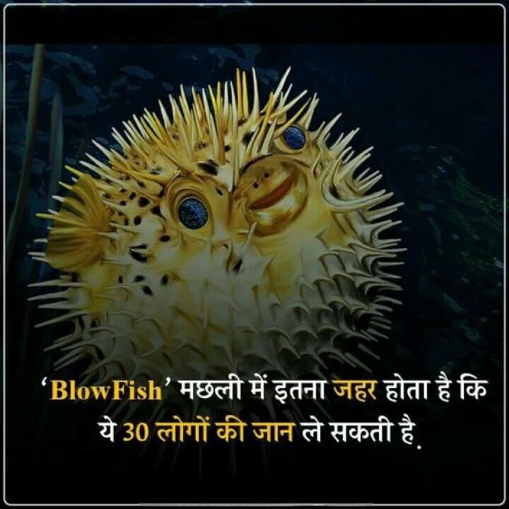 Blow Fish मछली में इतना जहर होता है कि ये 30 लोगो कि जान ले सकती है