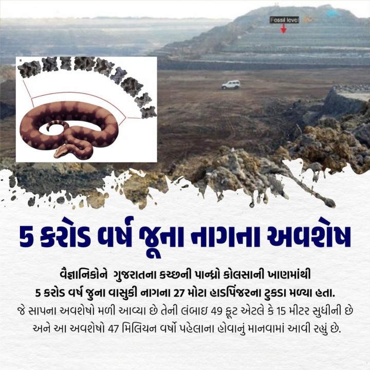 ધોળાવીરા, લોદ્રાણી, વડનગર સહિત અનેક ઠેકાણે પ્રાચીન સભ્યતાના નિશાન બાદ હવે ફરી એક વાર દેવતાઓ વખતની એક મોટી વસ્તુ હાથ લાગી છે. કચ્છના પાન્ધ્રો કોલસાની ખાણમાંથી 5 કરોડ વર્ષ જુના સૌથી મોટા નાગ વાસુકીના અવશેષો મળ્યાં છે. આ વાસુકી નાગથી સમુદ્ર મંથન થયું હોવાનું પુરાણોમાં ઉલ્લેખિત છે.