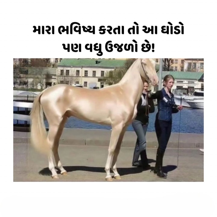મારા ભવિષ્ય કરતા તો આ ઘોડો પણ વધુ ઉજળો છે!