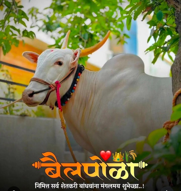 पोळा