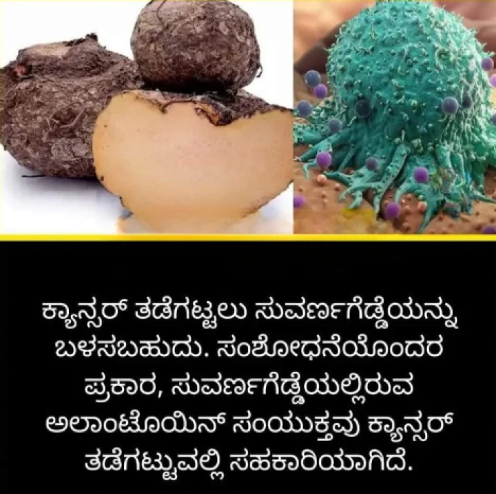 ಕ್ಯಾನ್ಸರ್ ತಡೆಗಟ್ಟಲು ತಪ್ಪದೇ ಬಳಸಿ ಸುವರ್ಣಗೆಡ್ಡೆ