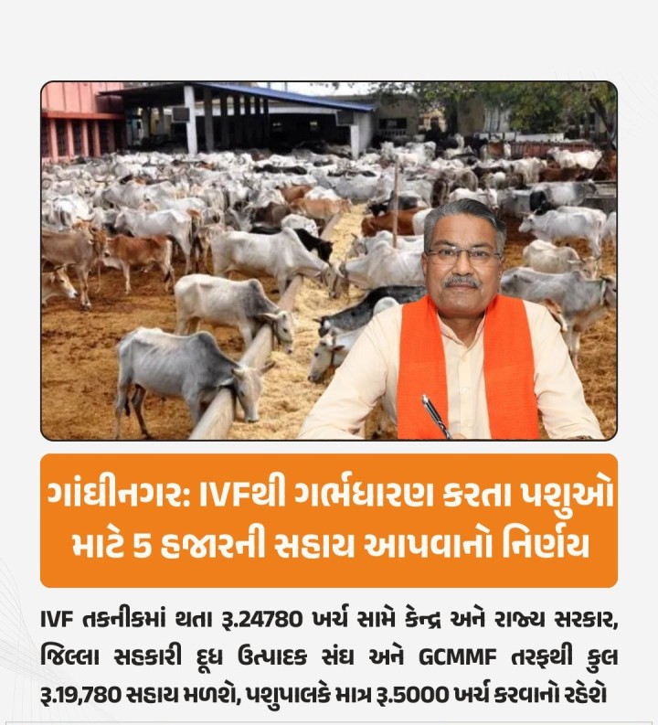 ગુજરાત સરકારે પશુઓમાં ઇન્વિટ્રો ફર્ટિલાઇઝેશન (IVF) ટેકનીક દ્વારા ગર્ભધારણ કરાવતા પશુપાલકોને રૂ. 5,000ની સહાય આપવાનો નિર્ણય કર્યો છે. આ નિર્ણયથી ગાય-ભેંસની ઉત્પાદકતા વધારીને દૂધ ઉત્પાદનમાં વધારો થશે અને પશુપાલકોને આર્થિક લાભ મળશે