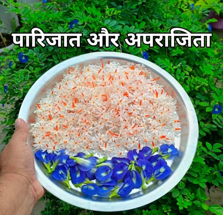 पारिजात आणि अपराजिता